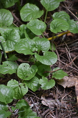 Pyrola asarifolia