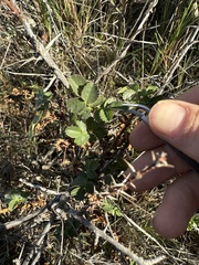 Rosa spithamea