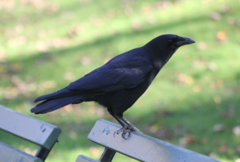 Corvus brachyrhynchos