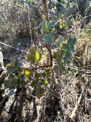 Rosa spithamea
