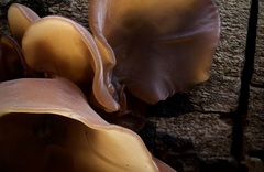 Auricularia