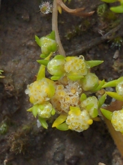 Siloxerus multiflorus