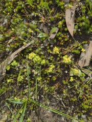 Siloxerus multiflorus