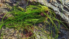 Phyllospadix torreyi