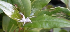 Arachosia praesignis