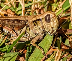 Melanoplus differentialis