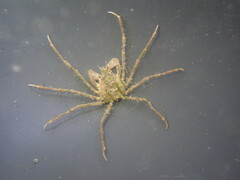 Pyromaia tuberculata