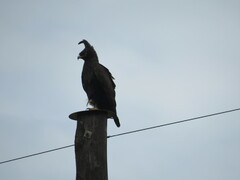 Lophaetus occipitalis