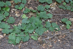 Tellima grandiflora