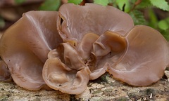 Auricularia