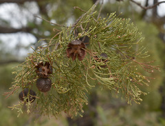 Callitris columellaris