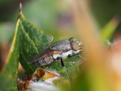 Stomorhina