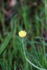 Coronidium scorpioides