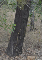 Callitris columellaris