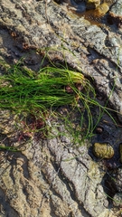 Phyllospadix torreyi