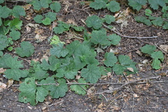 Tellima grandiflora