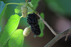 Morus nigra