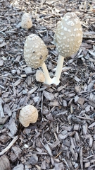 Coprinopsis picacea