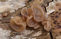 Auricularia