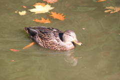 Anas platyrhynchos