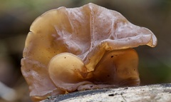 Auricularia