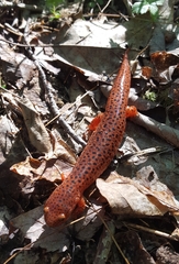 Pseudotriton ruber