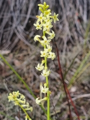 Stackhousia aspericocca