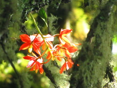 Prosthechea vitellina