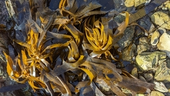 Eisenia arborea