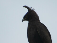 Lophaetus occipitalis