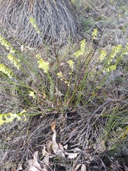 Stackhousia aspericocca