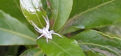 Arachosia praesignis