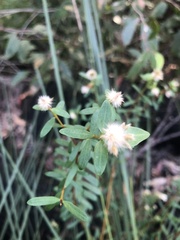 Pimelea linifolia linifolia
