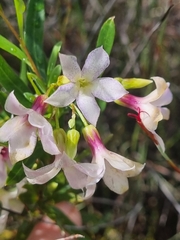 Billardiera cymosa