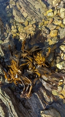 Eisenia arborea