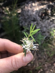Pimelea linifolia linifolia