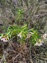 Billardiera cymosa