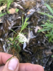 Pimelea linifolia linifolia