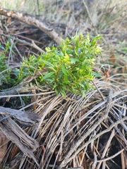 Billardiera cymosa