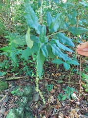 Monococcus echinophorus