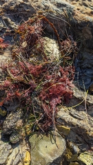 Calliarthron tuberculosum