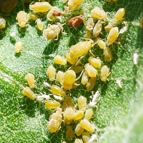 Dogwood-Milkweed Aphid
