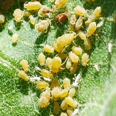 Aphis asclepiadis