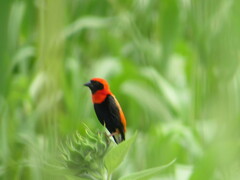 Euplectes hordeaceus