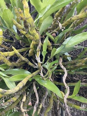Epidendrum ciliare
