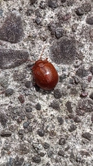 Dicranosterna semipunctata