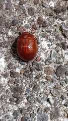 Dicranosterna semipunctata