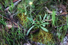 Coronidium scorpioides