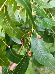 Phylloxera notabilis