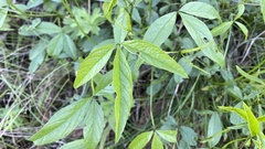 Cullen microcephalum